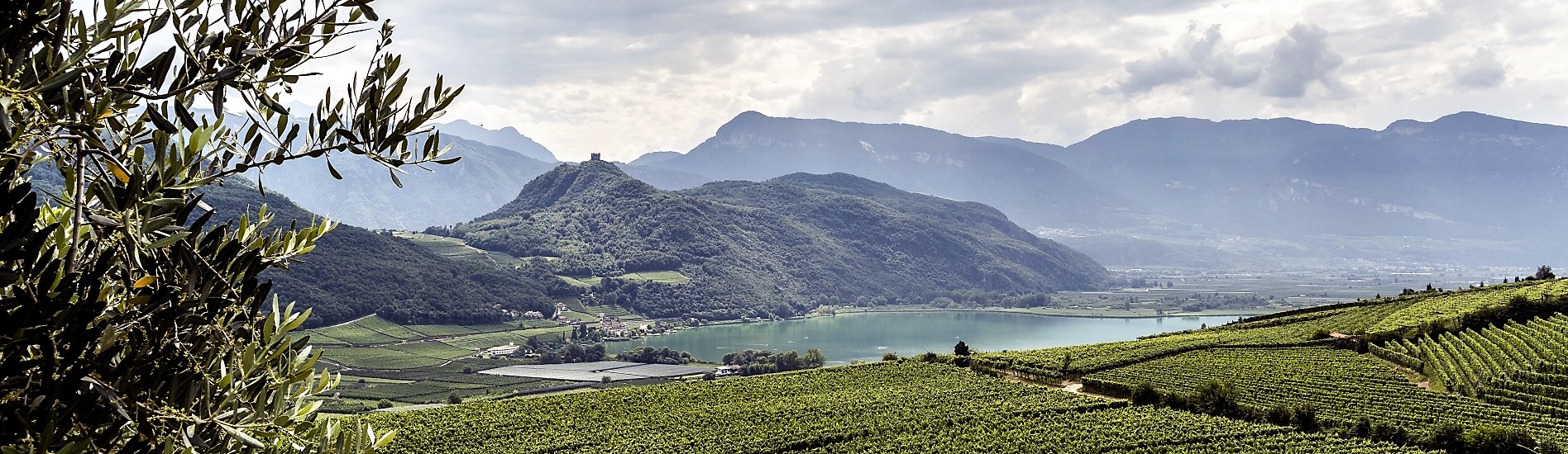 View Vineyards